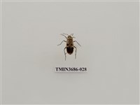 藏品(突背斑紅椿象)的圖片